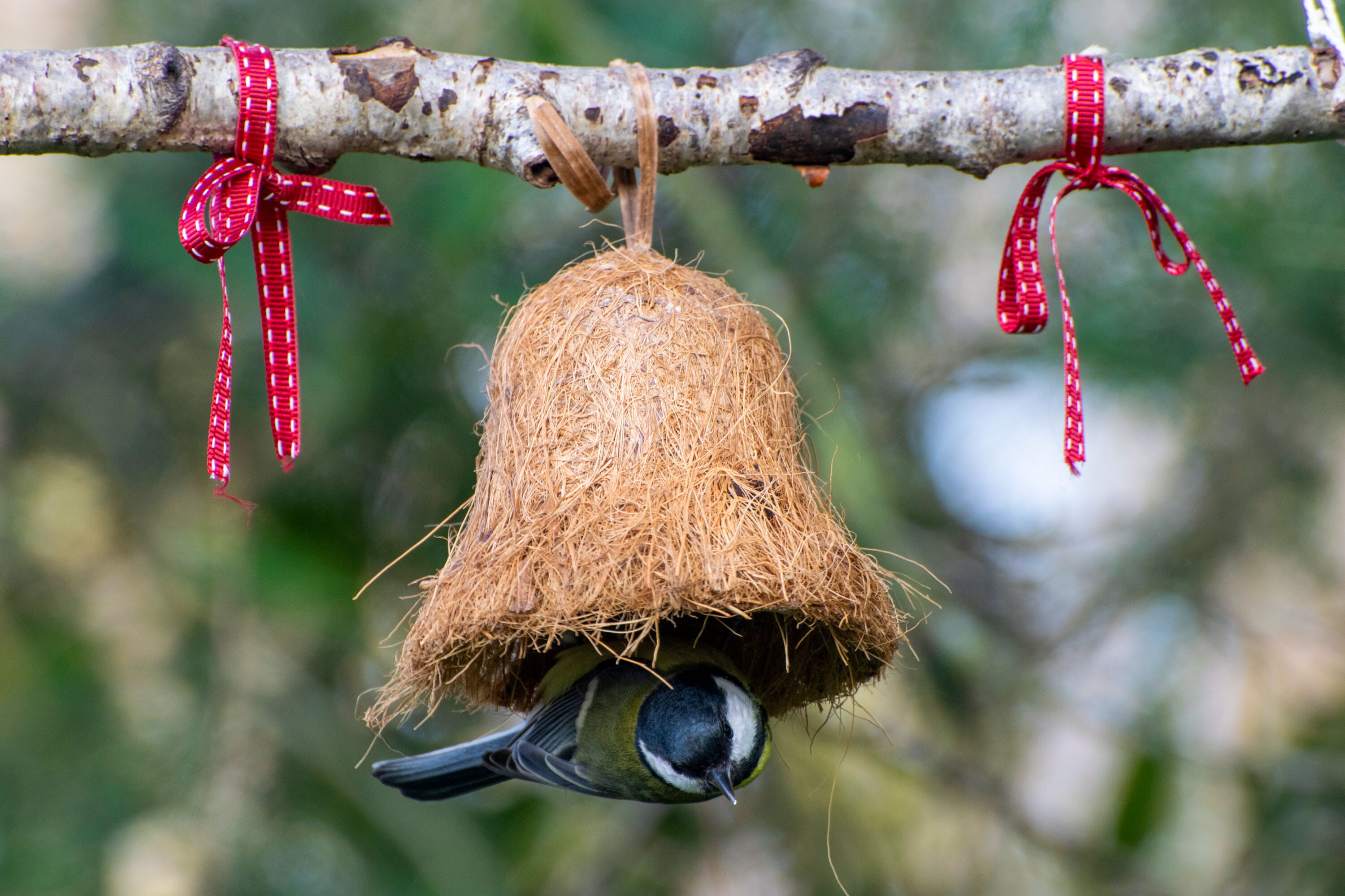 dobar Vogelfuttermix - versch. Varianten