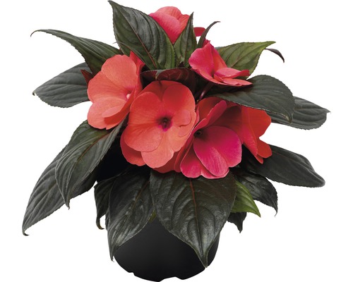 Impatiens Nieuw-Guinea (FloraSelf) Ø 13 cm pot