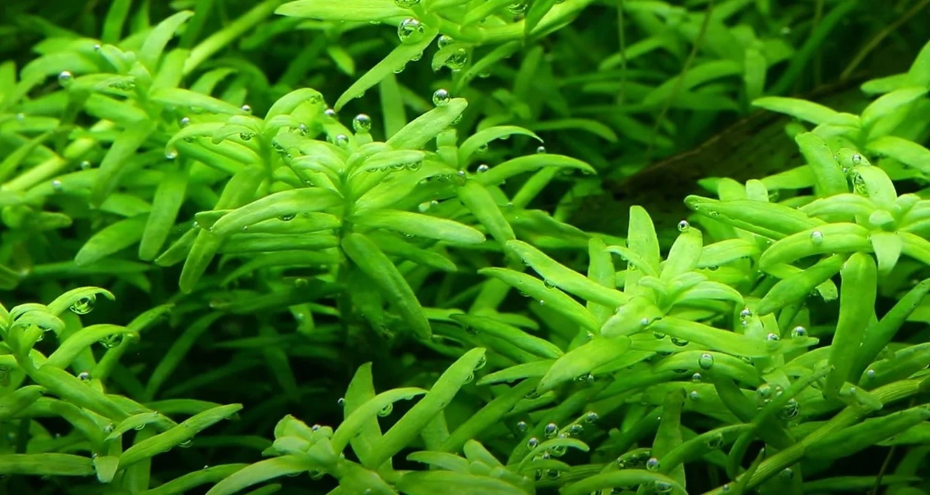 Waterplant Rotala Rotundifolia Green