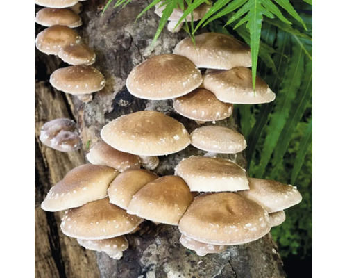 Paddenstoelen kweekset, mijn oogst, Shiitake deuvels met 20 deuvels voor het kweken op boomstammen, oogst tot 3 jaar, Pasania paddenstoel