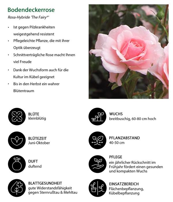 Bodendeckerrose 'The Fairy®', rosa