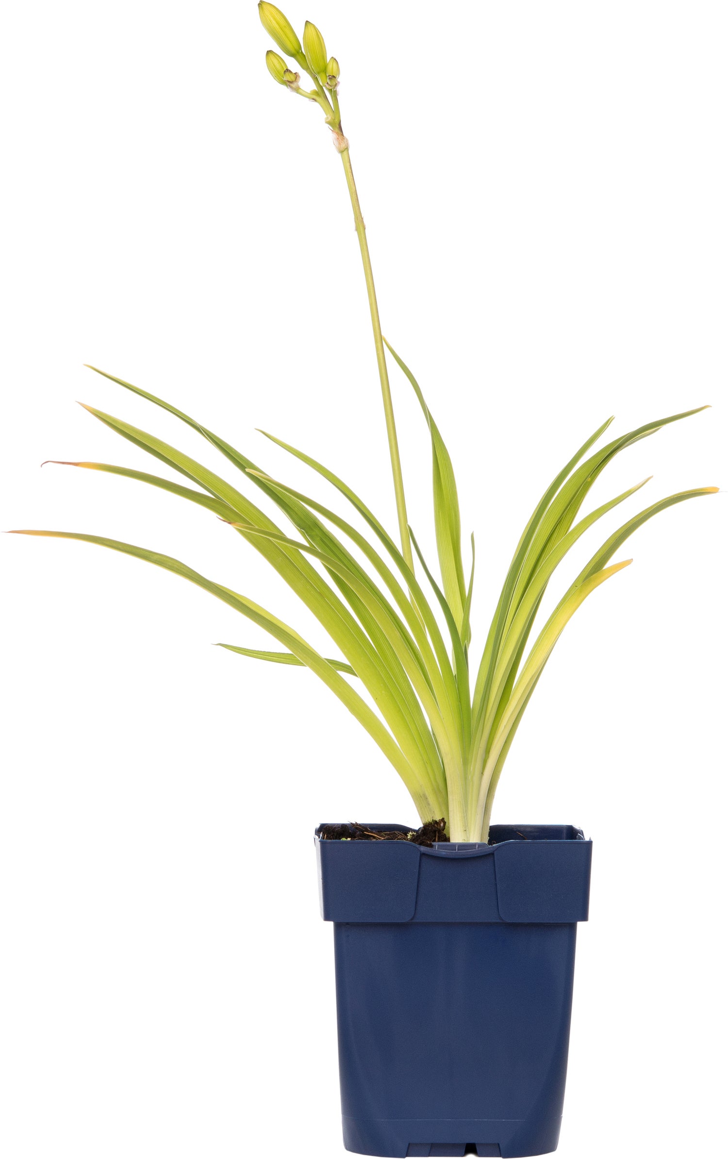 Daglelie (Hemerocallis 'Joan Senior') D 11 H 10 cm