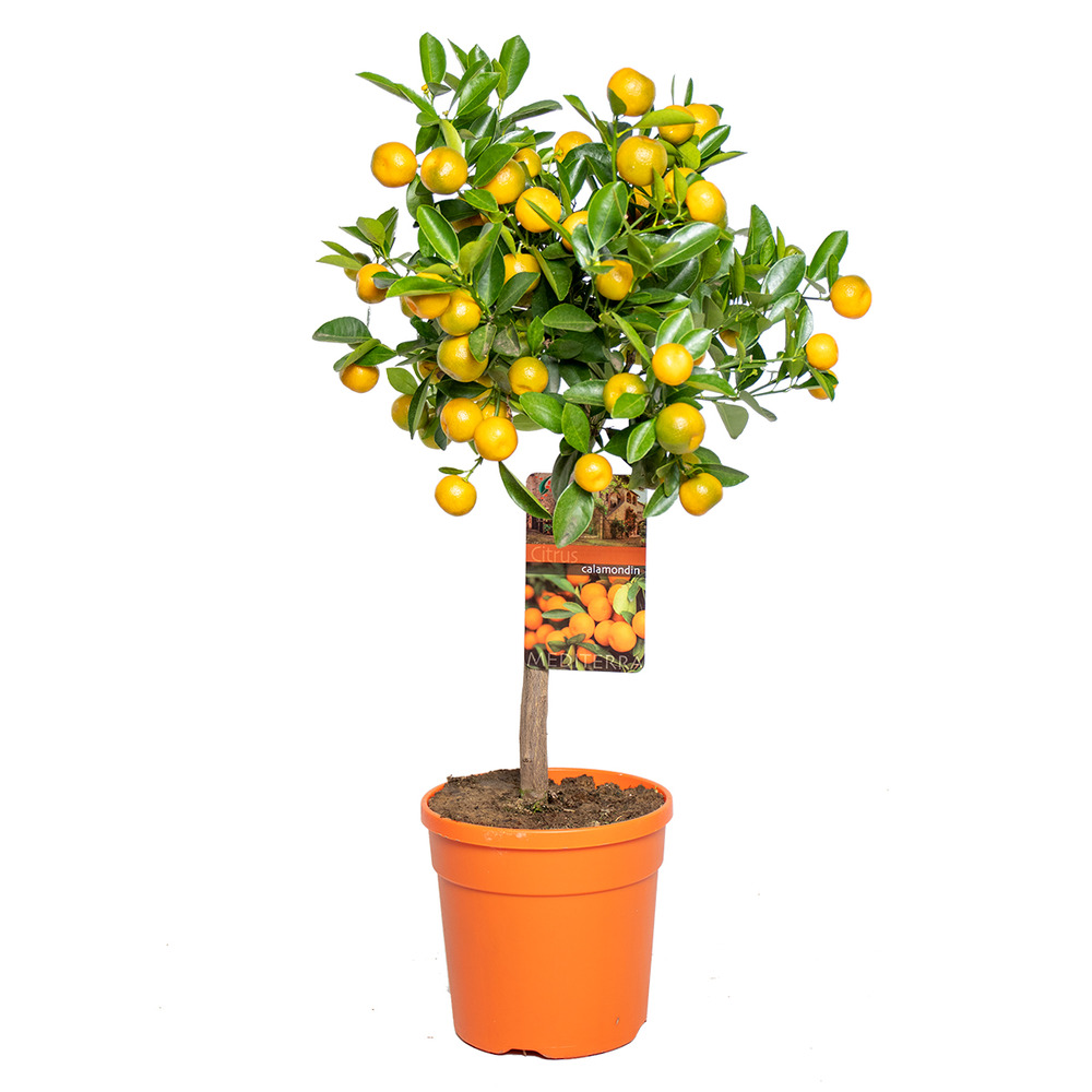 Citrus mitis 'calamondin' - mandarinier - arbre fruitier - persistant – ⌀19 cm - ↕55-65 cm