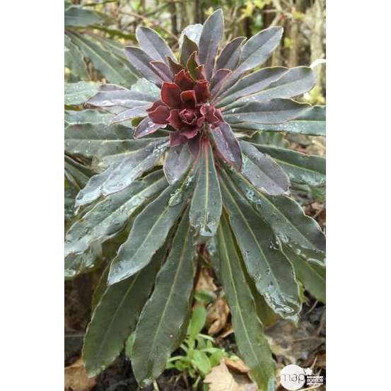 Euphorbe-amandier pourpre : godet rouge