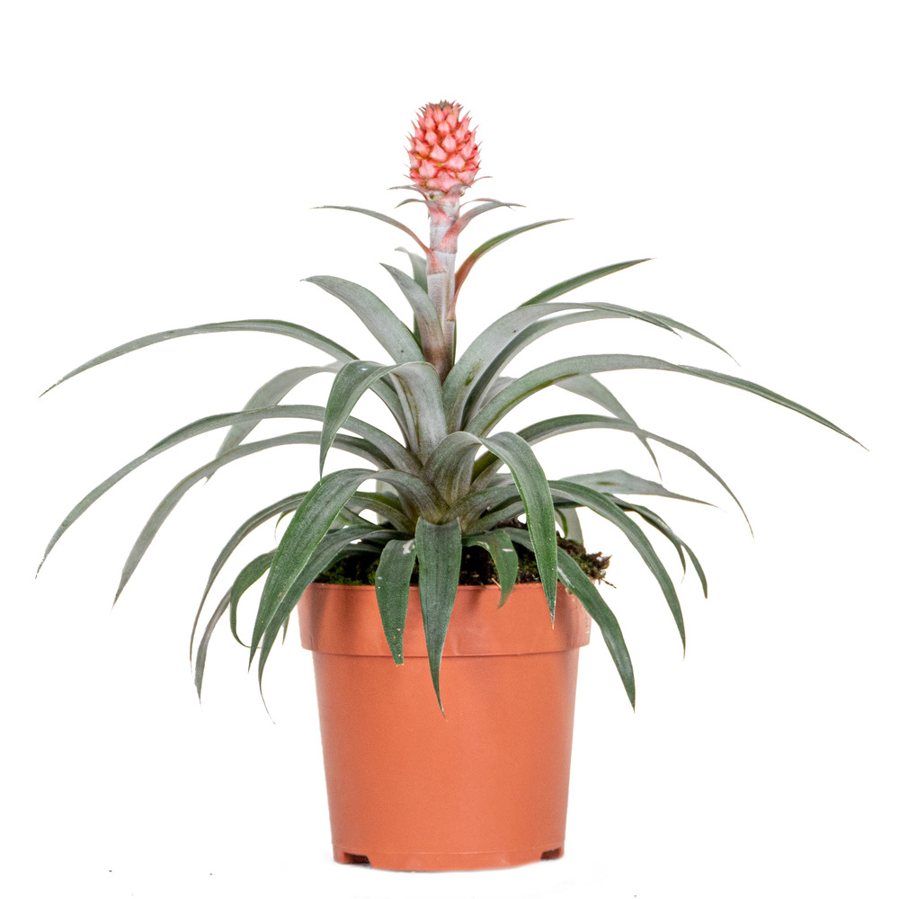 Ananas comosus 'rosita' – ananas – peu d'entretien – ⌀12 cm – ↕30-40 cm