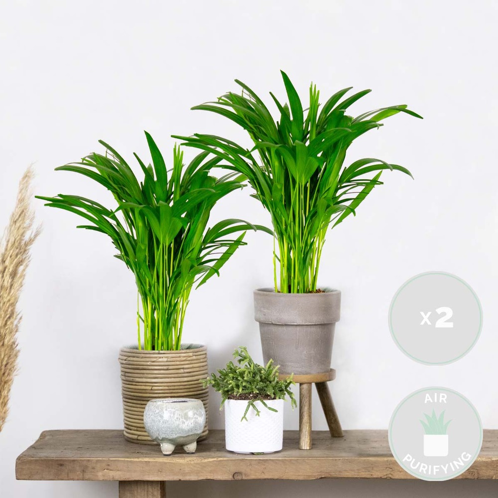 2x dypsis lutescens - palmier dorés - plante d'intérieur - entretien facile – ⌀14 cm - ↕40-50 cm