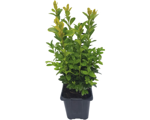 Buxus FloraSelf Buxus sempervirens Ø 8 cm pot