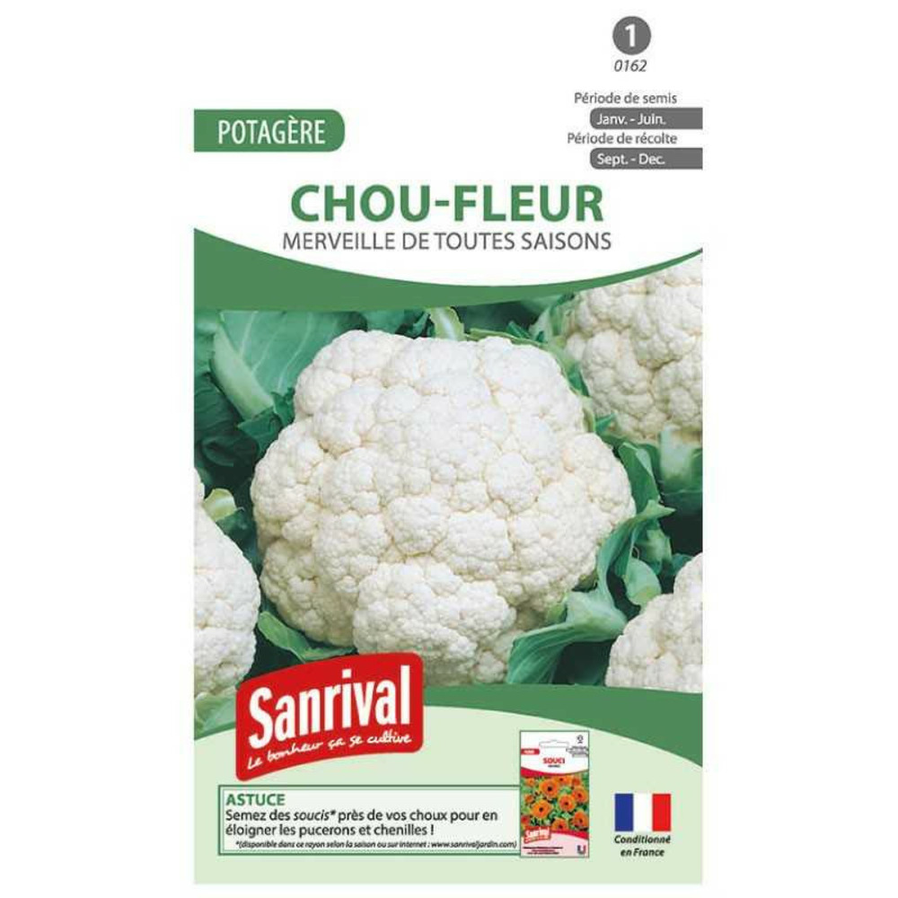 Graines chou fleur toutes saisons