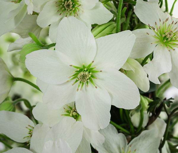 Waldrebe - Clematis 'Avalanche'
