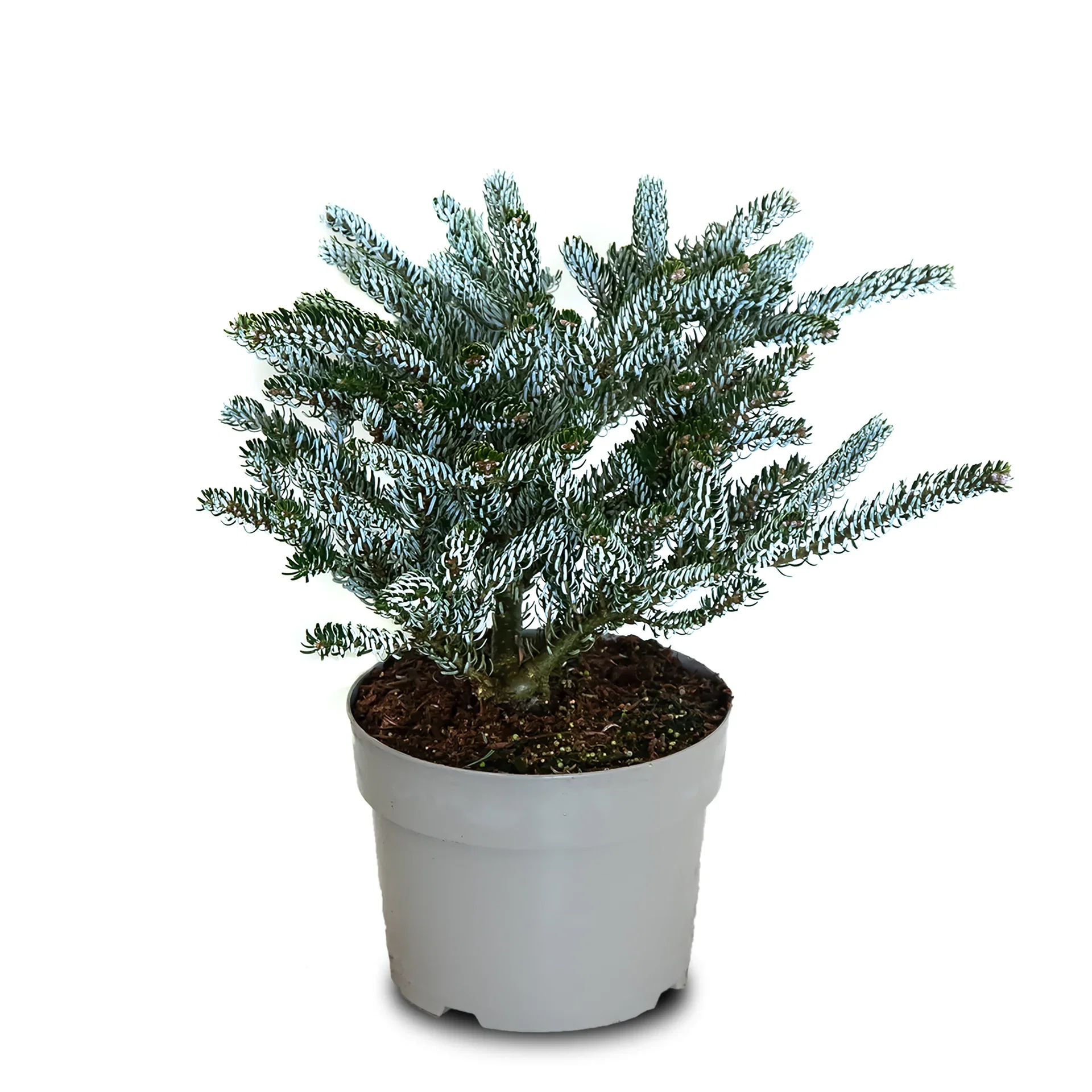 Abies koreana 'Silberlocke' Koreaedelgran 'Silberlocke' Ø23 cm