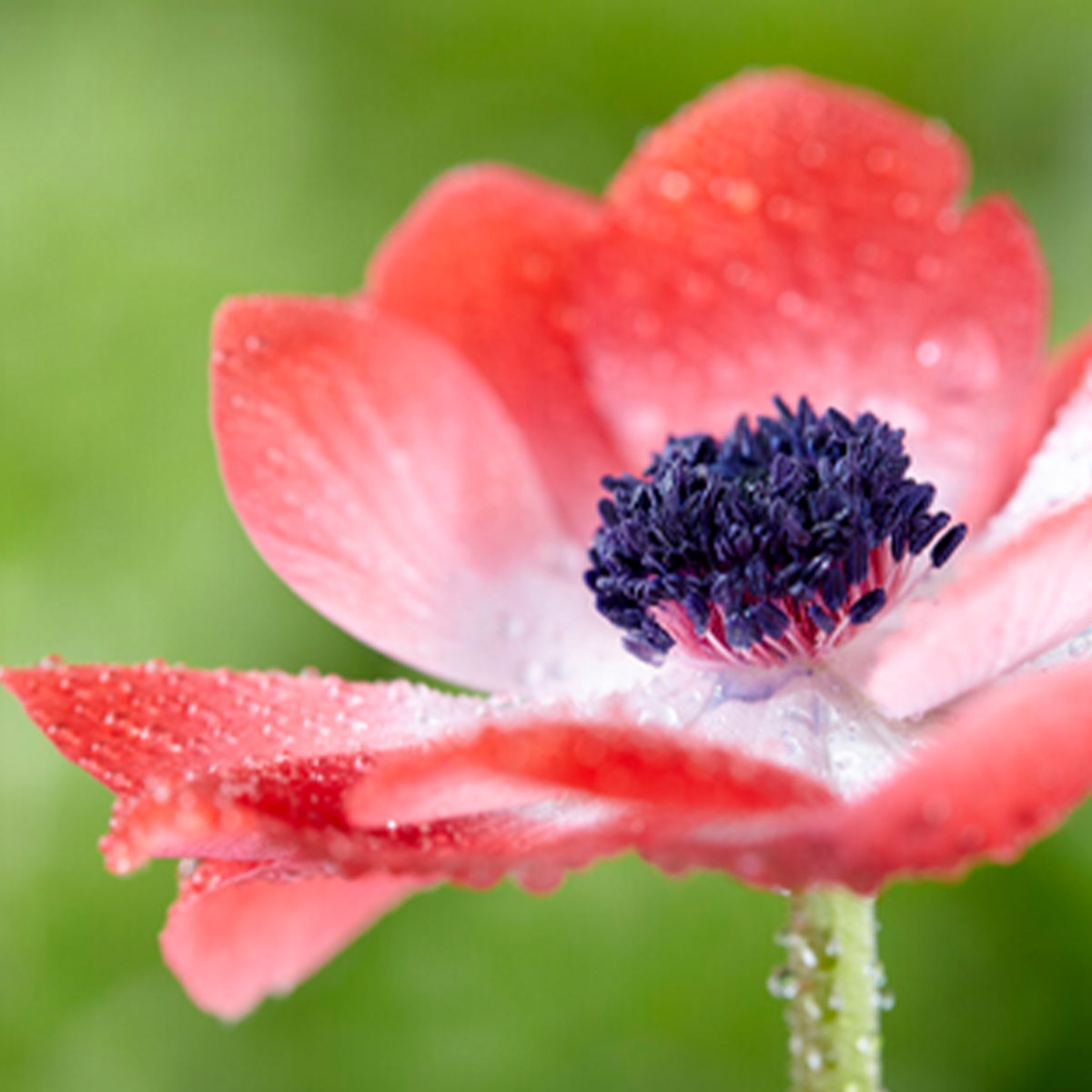 Bloomique – Mix van 50 – Anemone De Caen – Tuinanemoon – Kleurenmix – Bloembollen – Voorjaarsbloeier – Vaste planten – Wordt 20–25 cm hoog
