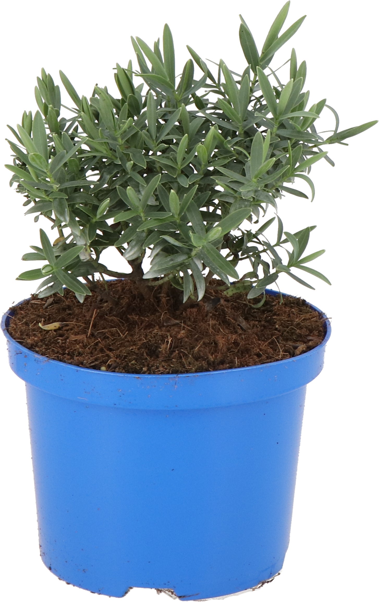 Struikveronica (Hebe 'Blue Star') D 17 H 25 cm