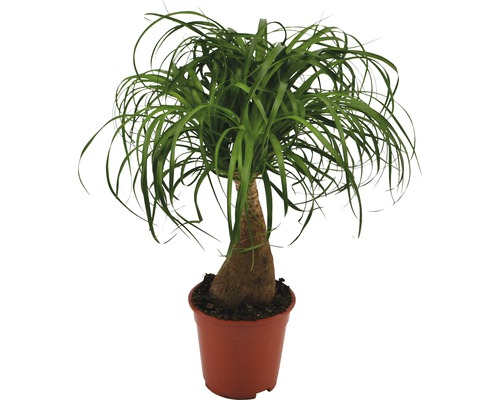 Groene mix Tropical FloraSelf Ø 17 cm pot willekeurige variëteitselectie