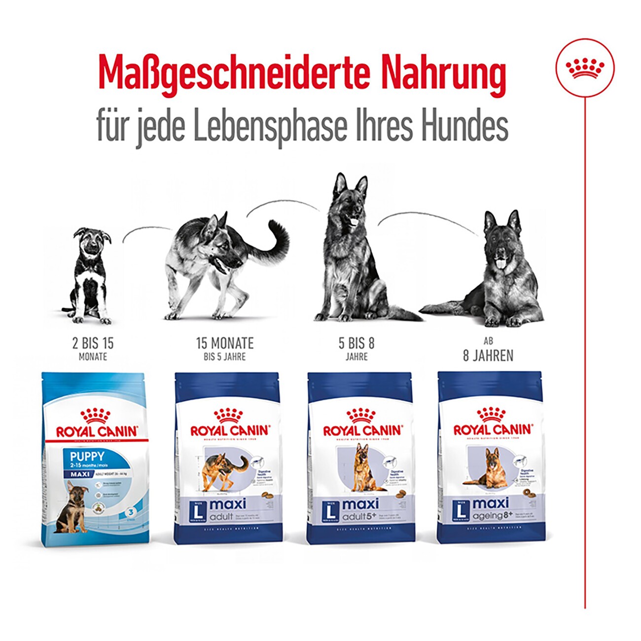 ROYAL CANIN Maxi Ageing 8+ 3 kg