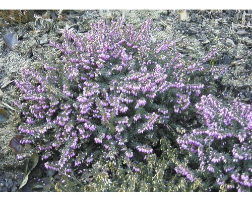 Sneeuwheide mix FloraSelf Erica carnea Ø 10,5/11 cm pot willekeurige variëteitselectie