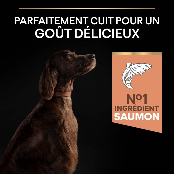 PRO PLAN Sensitive Skin Large Athletic Adult au Saumon - Croquettes pour chien