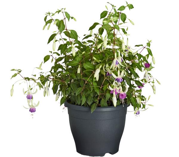 Winterharte Fuchsie, verschiedene Sorten