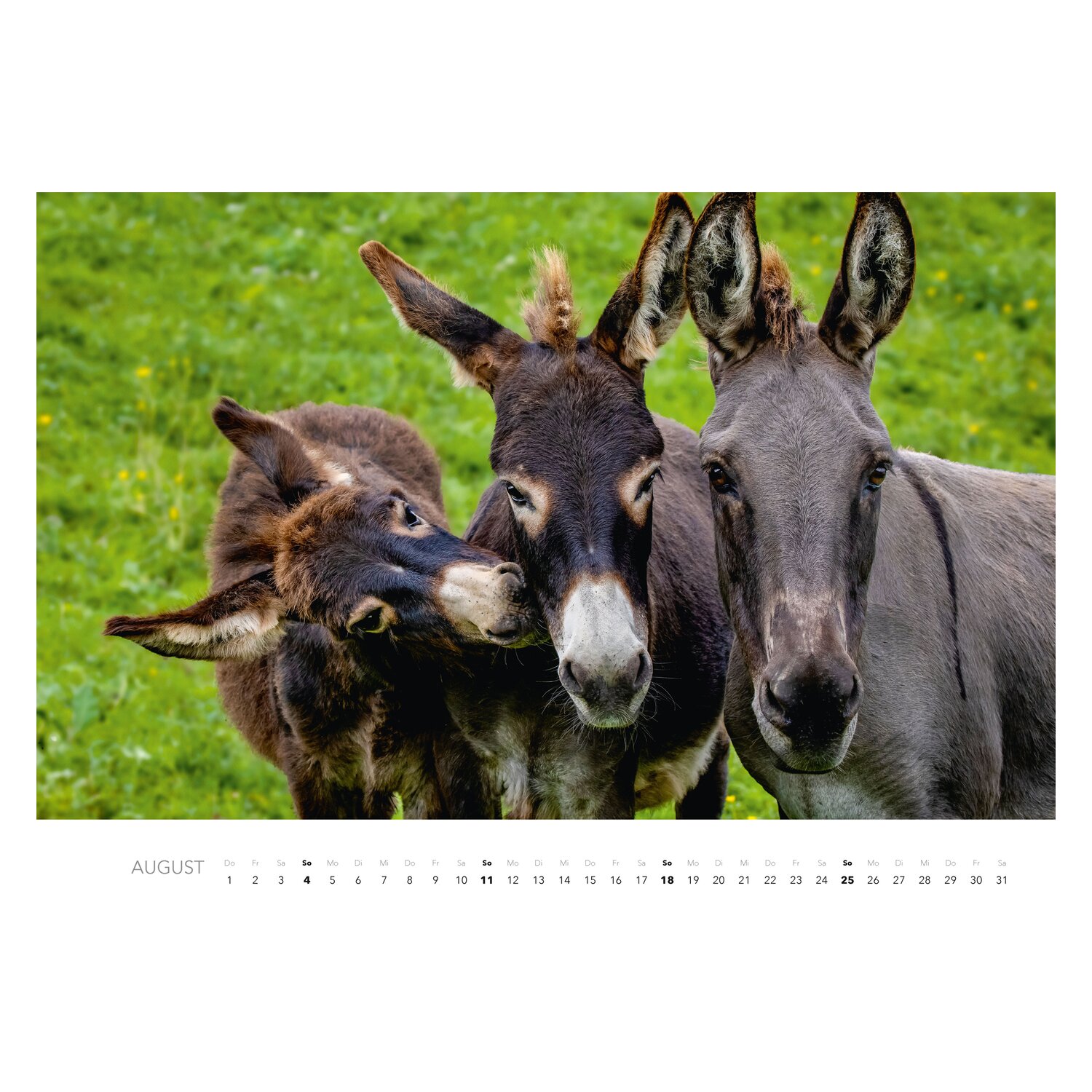 Kalender Esel  - 2024