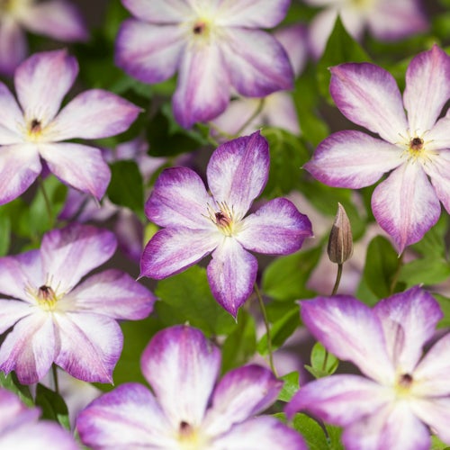 Bosrank (Clematis 'Pernille') D 23 H 210 cm