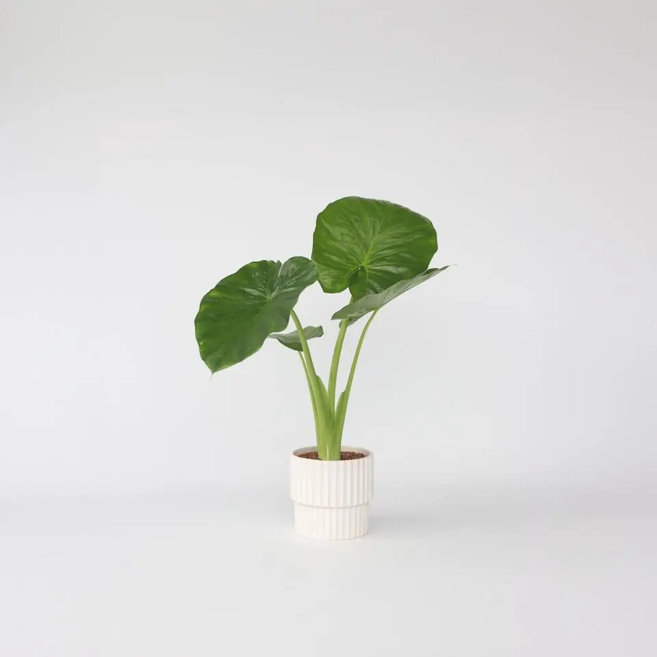 Olifantsoor - Alocasia 'Odora' - Hoogte 55-75cm - ⌀17cm
