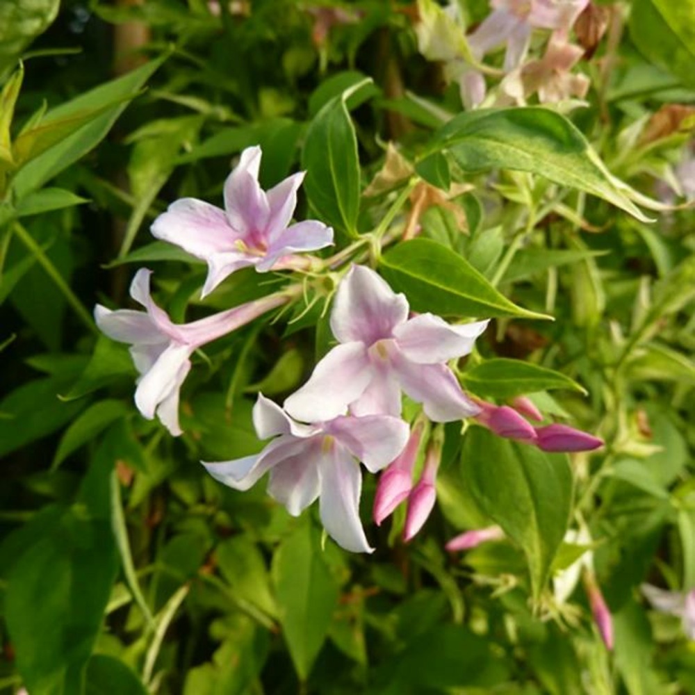 Jasmin de saint-étienne - jasminum stephanense 3l