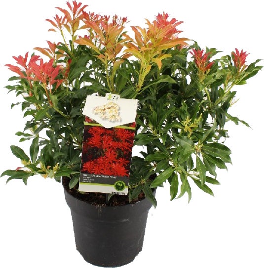 Rotsheide (Pieris japonica 'Forest Flame') D 23 H 30 cm