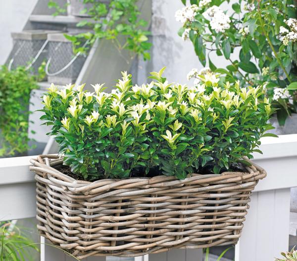 Spindelstrauch 'Paloma Blanca'