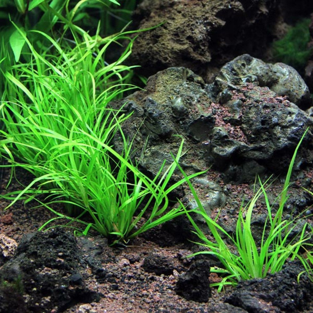 Juncus repens in vitro