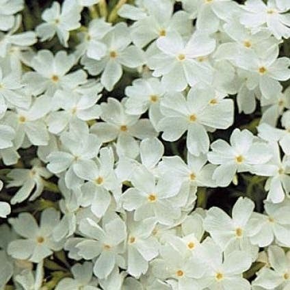 Kruipphlox (Phlox subulata 'White Delight') D 9 H 10 cm