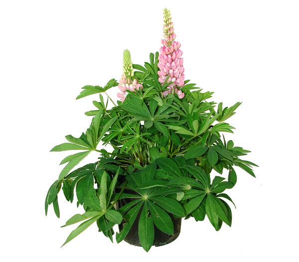 Lupine, verschiedene Sorten