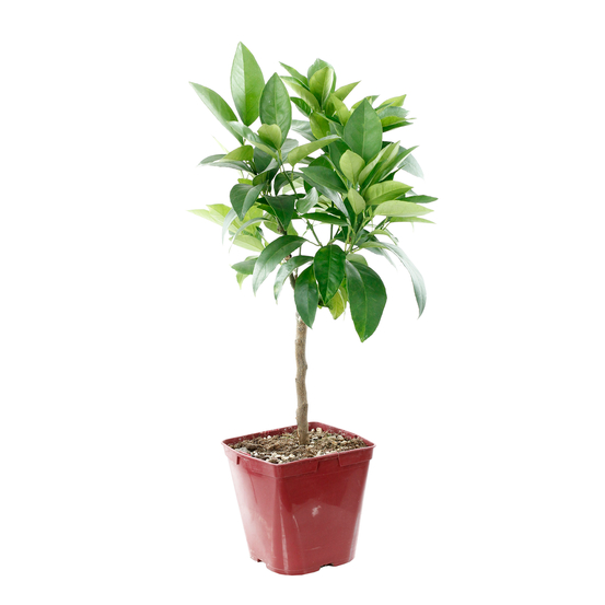 Oranger Calabraise bio:pot 3L