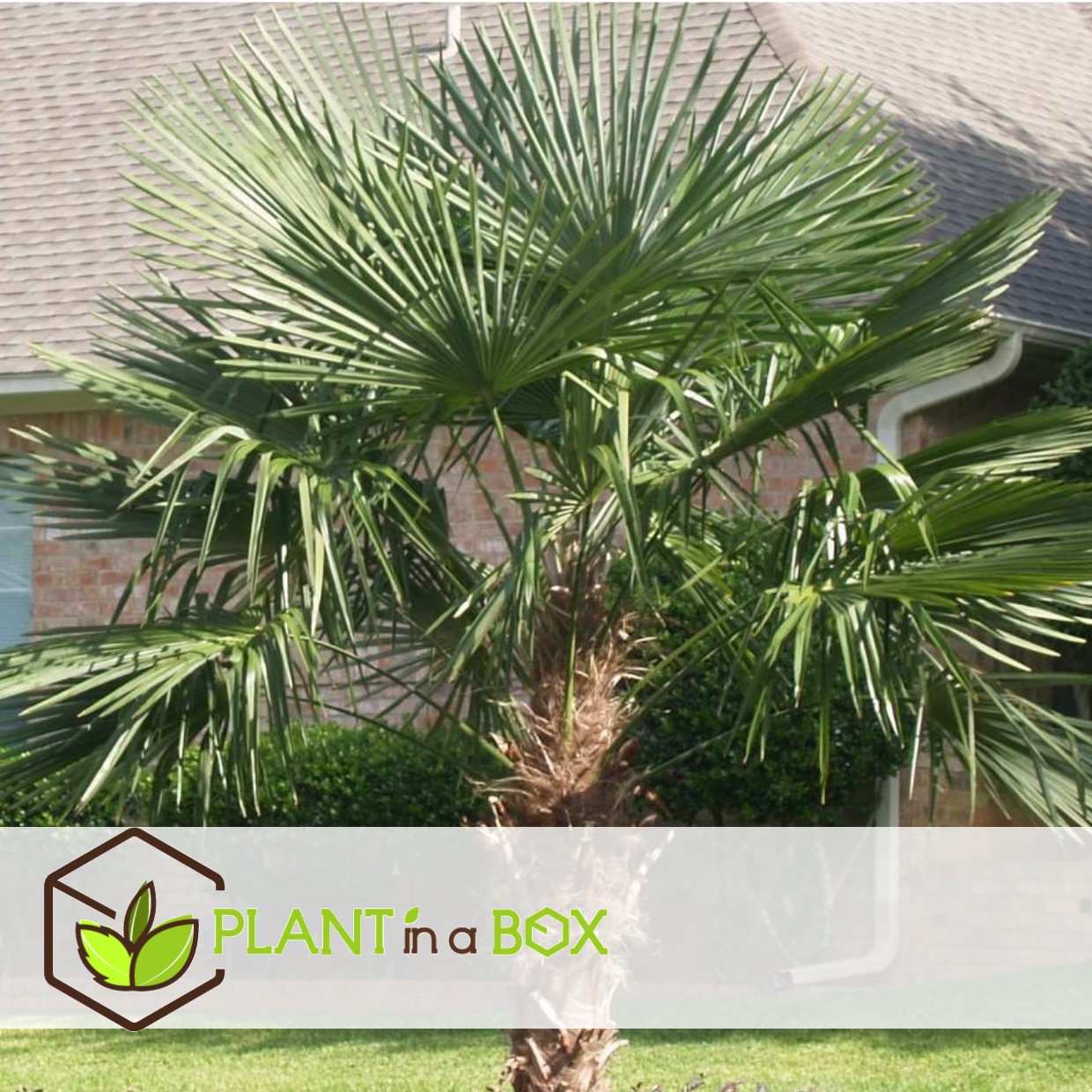 Trachycarpus fortunei - palmier éventail - pot 21cm - hauteur 65-75cm