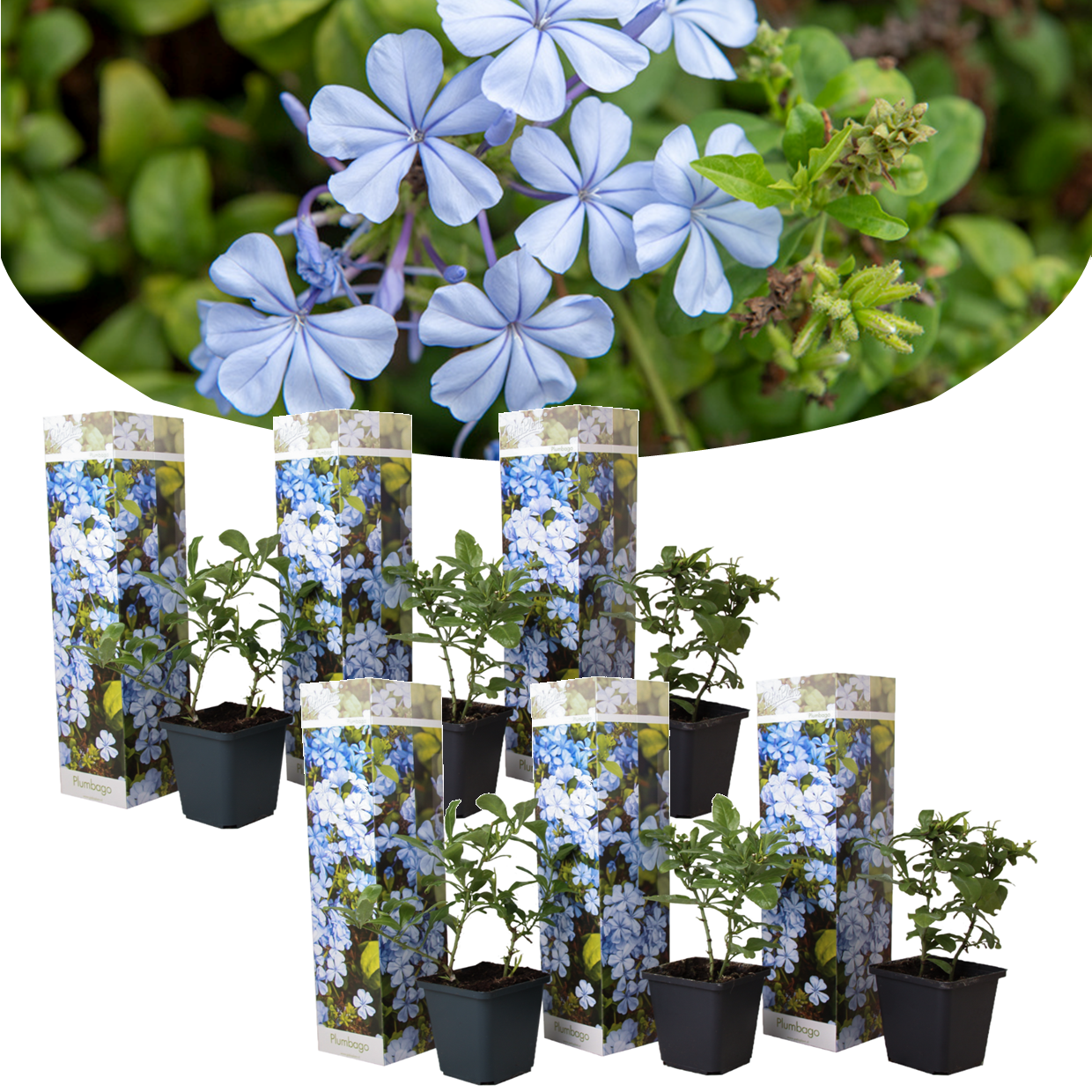 Plumbago auriculata - set de 6 - grimpante fleurie - pot 9cm - hauteur 25-40cm