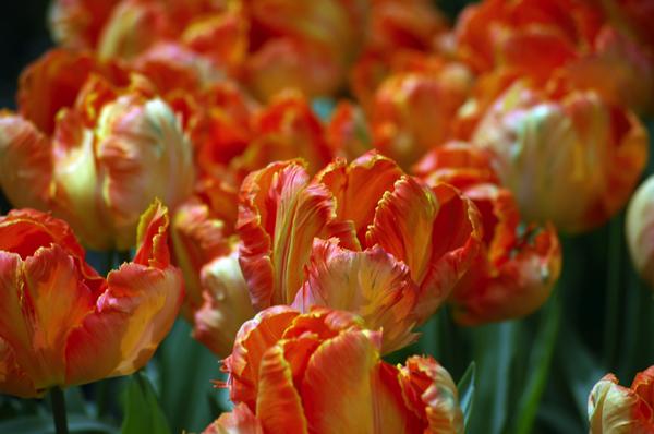 Papageien-Tulpe