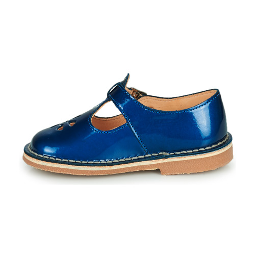 Aster - DINGO - Bleu