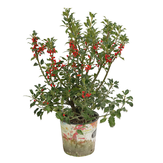 Ilex aquifolium ' Alaska ' : ctr 4,5 litres