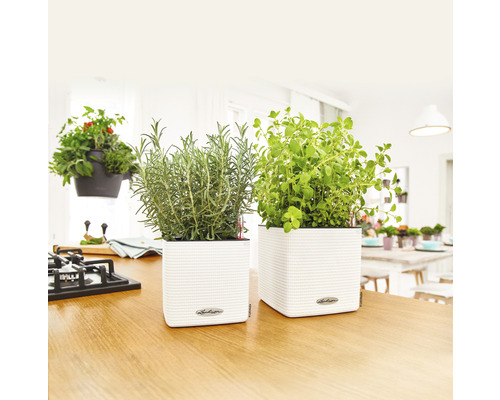 Lechuza Cube Color kunststof bloempot 16x16x16 cm wit incl. zelfbewateringssysteem en plantenbak