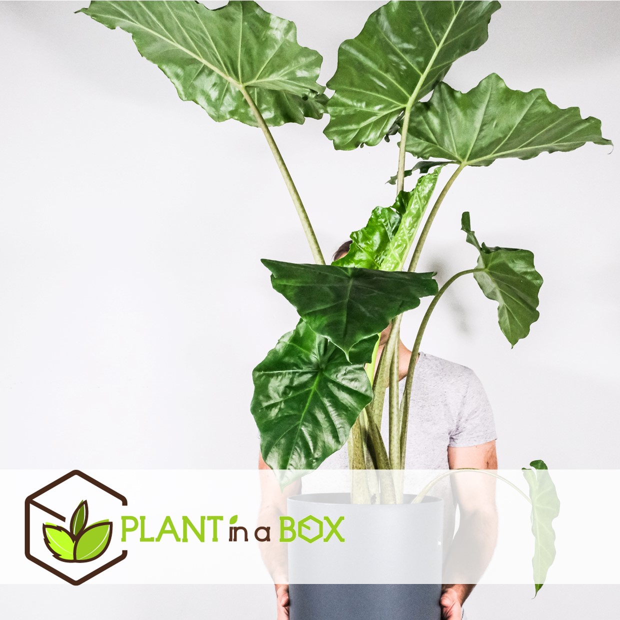 Alocasia 'portodora' - xxl - pot 32cm - hauteur 110-120cm