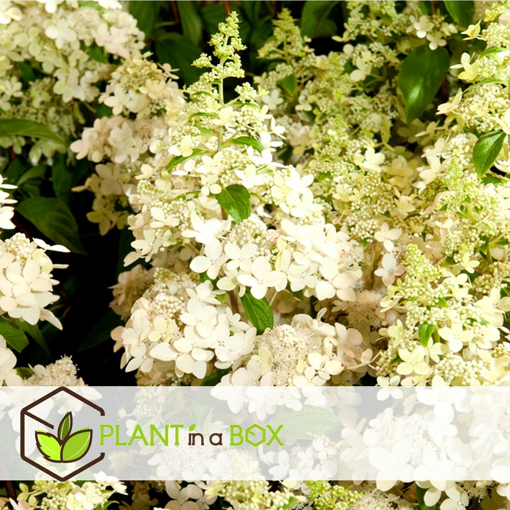 Hydrangea paniculata 'confetti' - hortensia - pot 19cm - hauteur 25-40cm