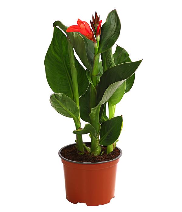 Indisches Blumenrohr, verschiedene Sorten
