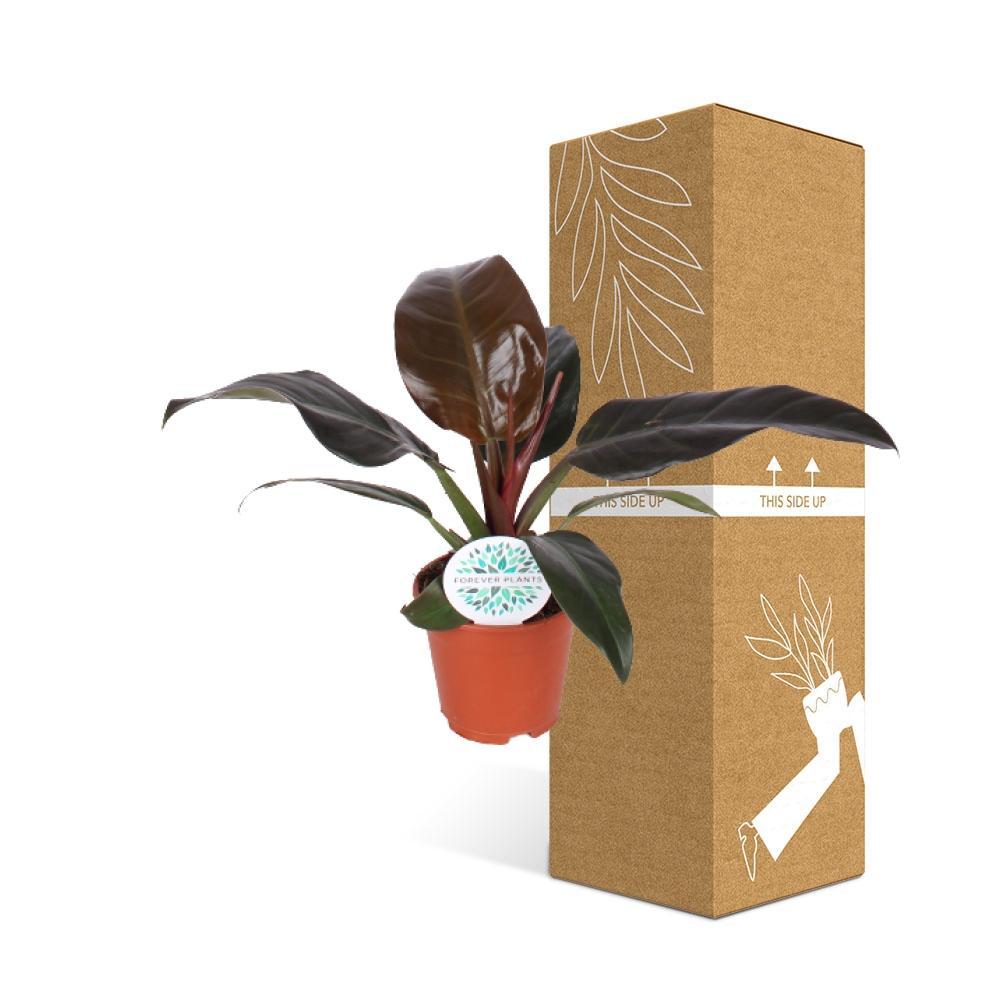 Plante d'intérieur - philodendron imperial red 50.0cm