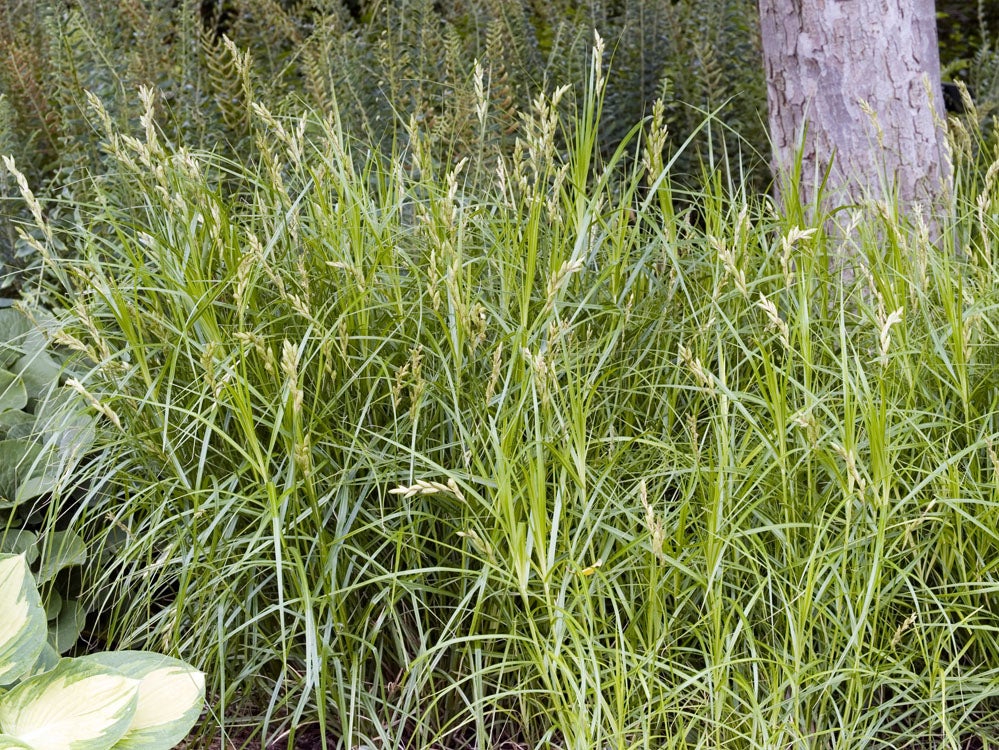 Parapluzegge (Carex muskingumensis) D 9 H 20 cm