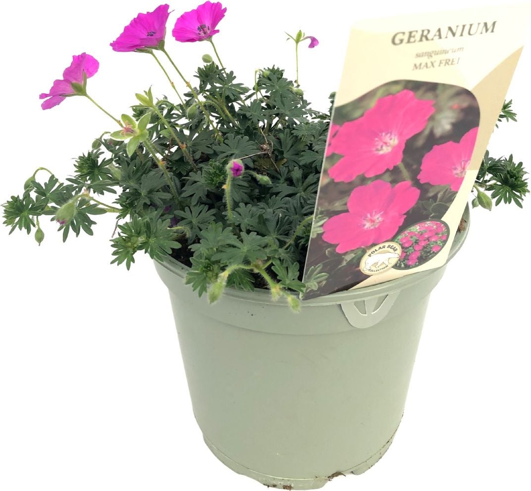 Ooievaarsbek (Geranium sanguineum 'Max Frei') D 17 H 20 cm