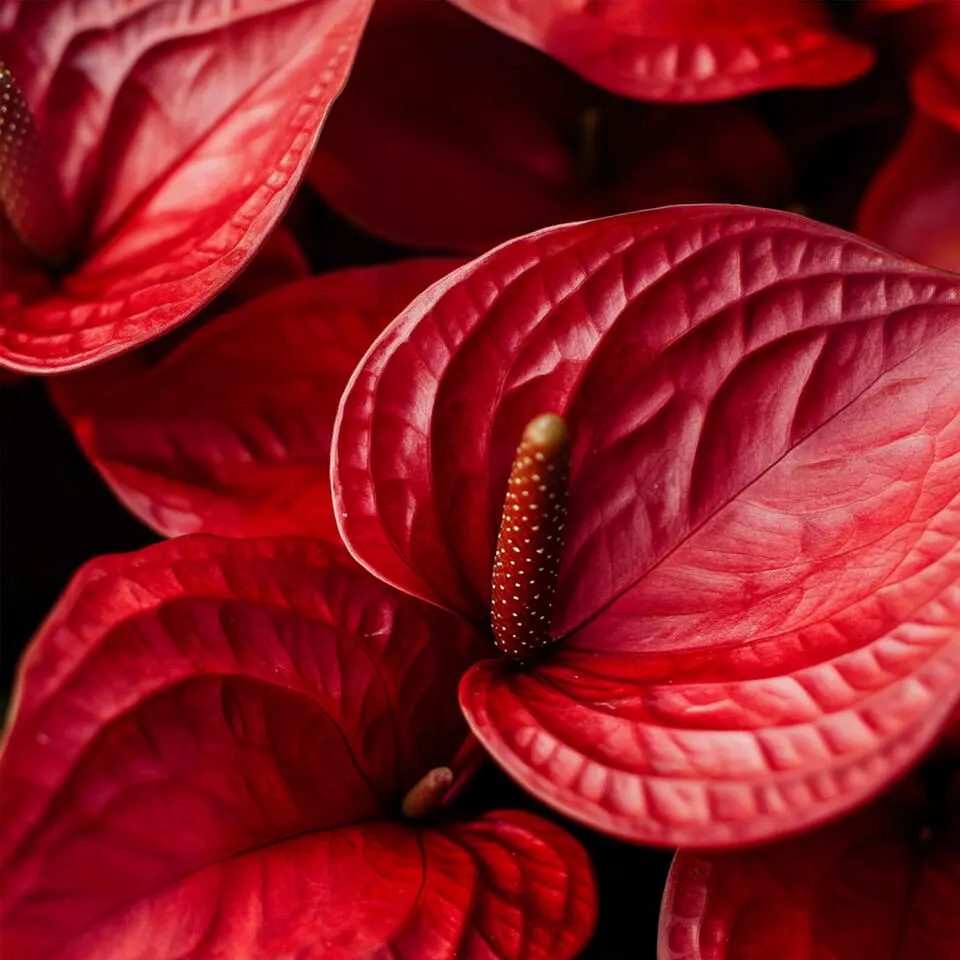 Flamingoplant - Anthurium 'Royal Champion' - Hoogte 35-45cm - ø12cm