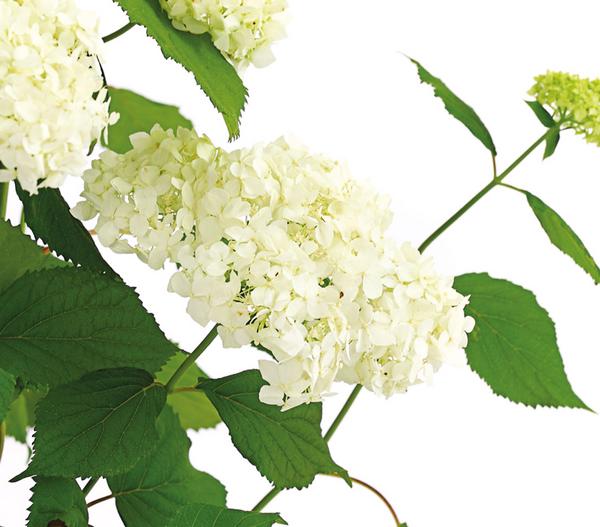 Schneeball-Hortensie 'Annabelle®'
