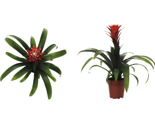 Bromelia FloraSelf Guzmania x Hybride 'Hope' H 45-55 cm Ø 12 cm pot
