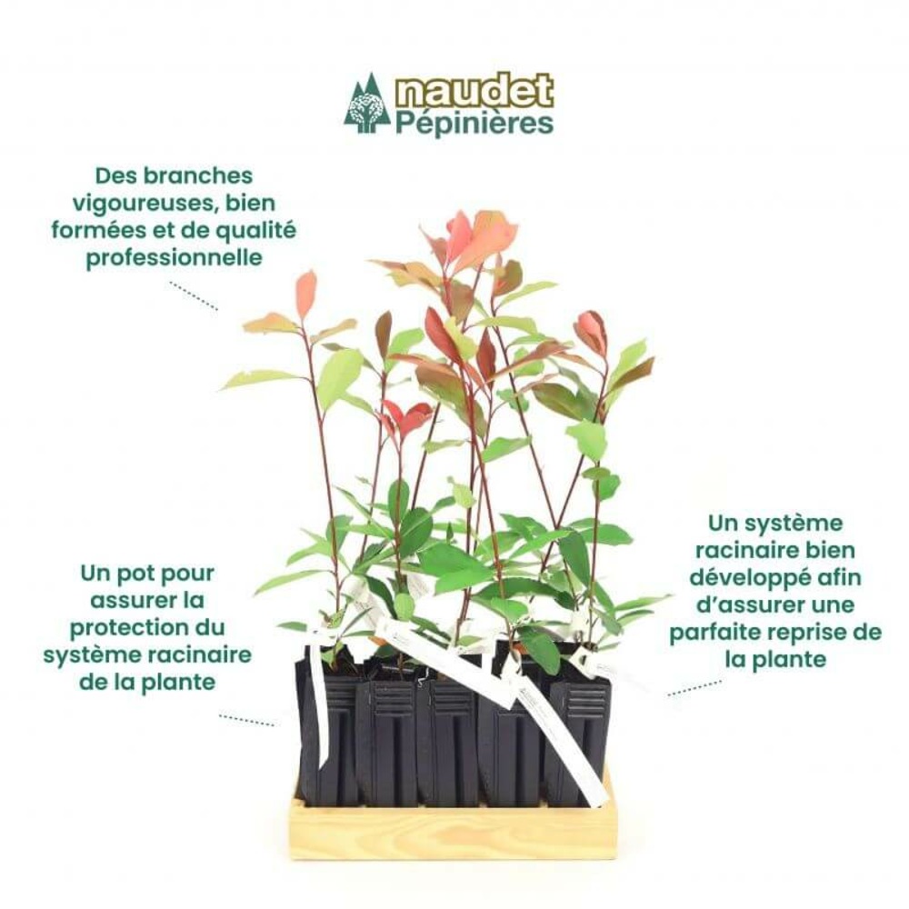10 photinia (photinia fraseri 'red robin') - haie de photinia red robin - 10 jeunes plants : taille 20/40cm
