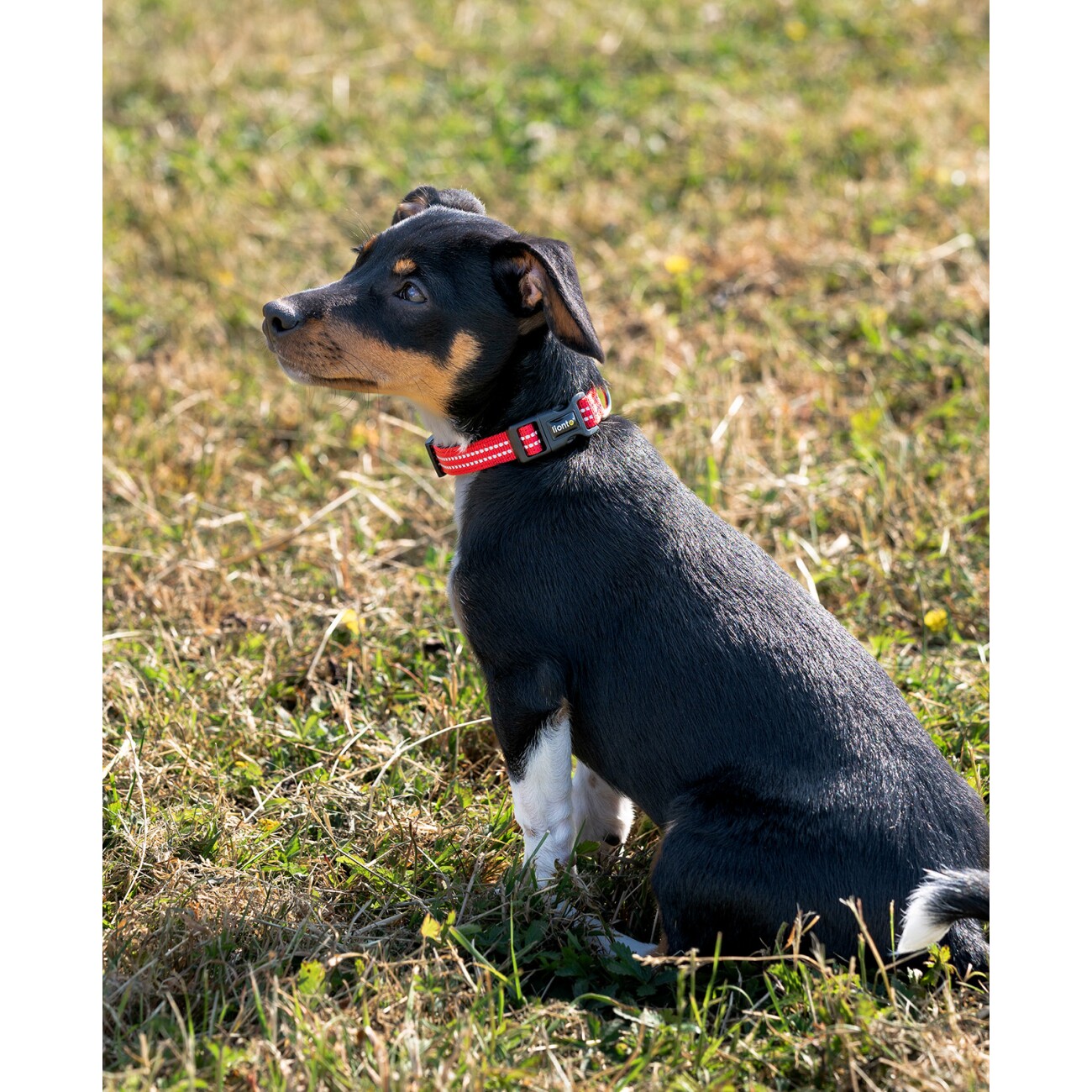 Lionto verstellbares Hundehalsband rot XS