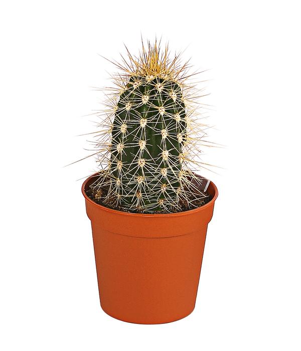 Säulenkaktus - Cereus peruvianus,