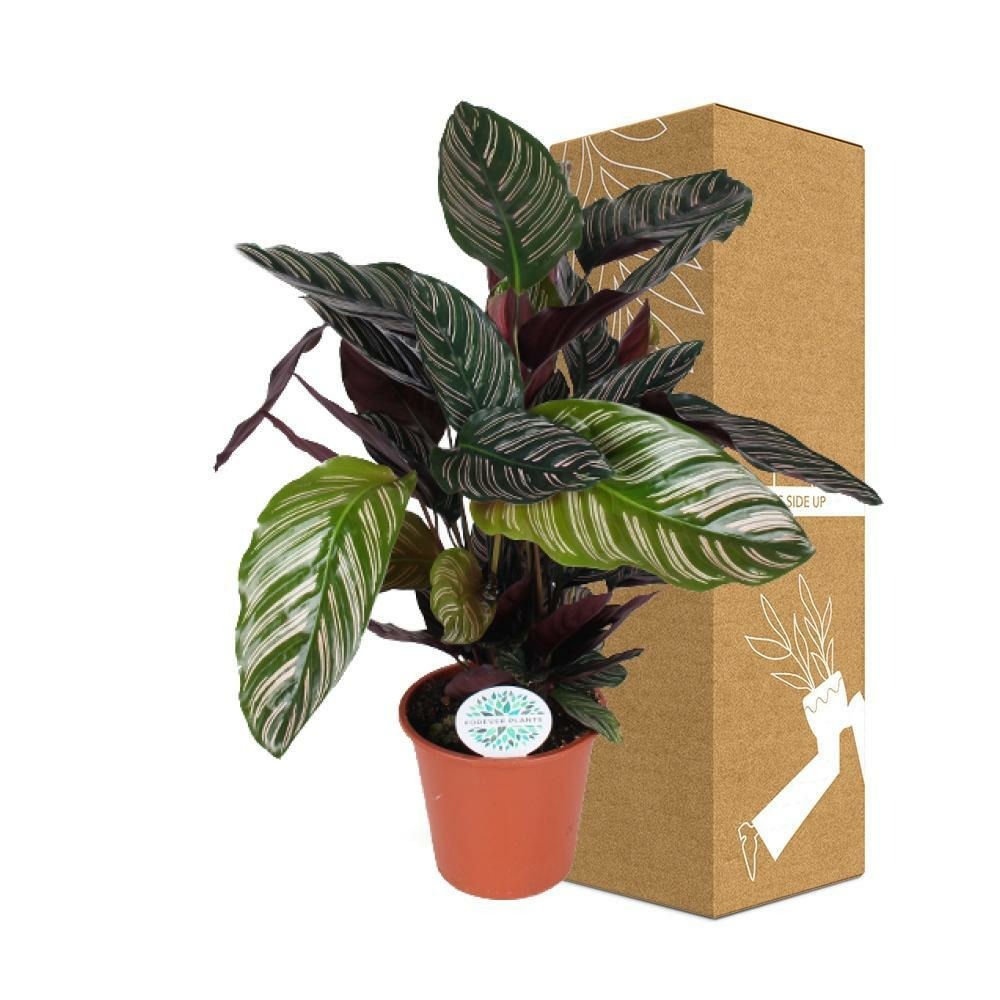 Plante d'intérieur - calathea ornata 50.0cm